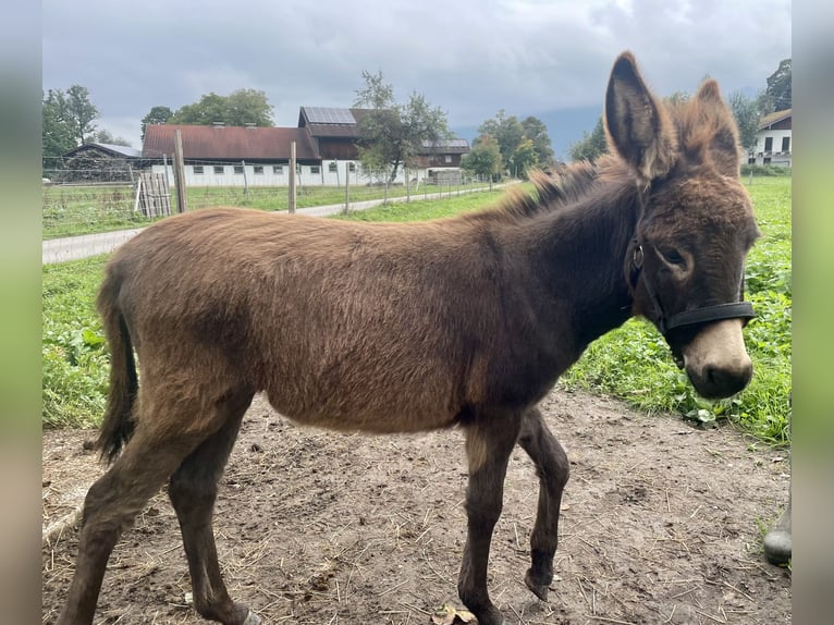 Donkey Mare Foal (05/2025) 7,3 hh Brown in &#xDC;bersee