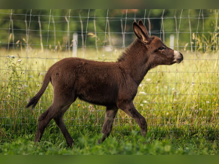 Donkey Mare Foal (05/2025) 7,3 hh Brown in &#xDC;bersee