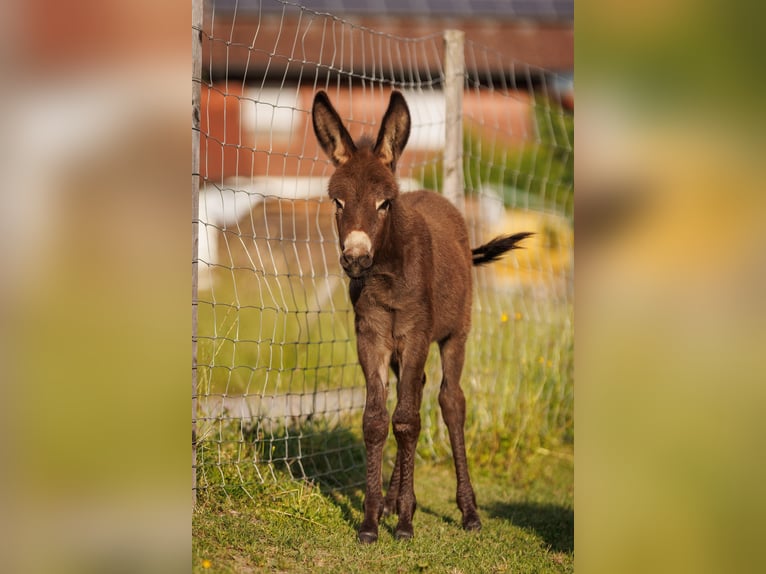 Donkey Mare Foal (05/2025) 7,3 hh Brown in &#xDC;bersee