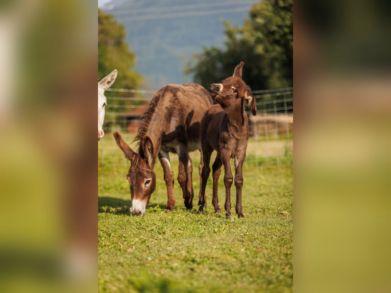 Donkey Mare Foal (05/2025) 7,3 hh Brown in &#xDC;bersee