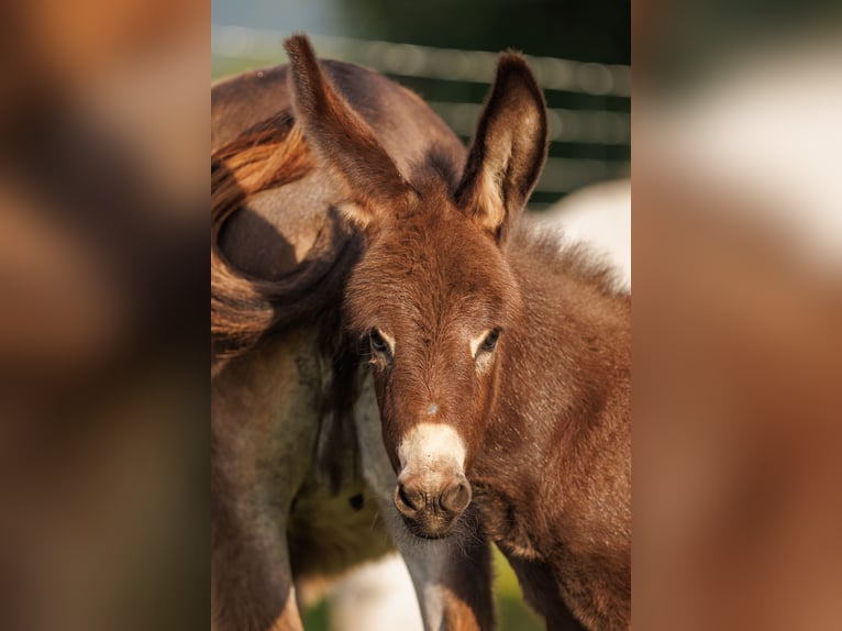 Donkey Mare Foal (05/2025) 7,3 hh Brown in &#xDC;bersee