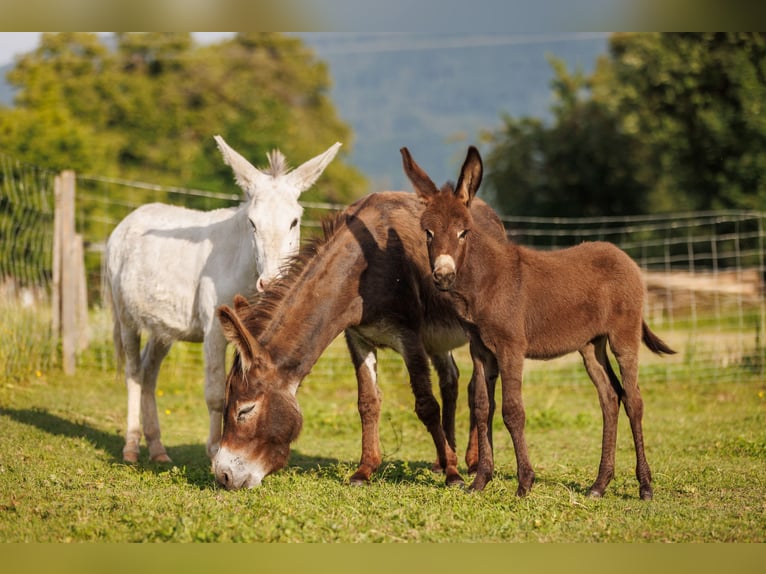 Donkey Mare Foal (05/2025) 7,3 hh Brown in &#xDC;bersee