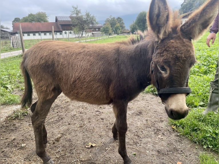 Donkey Mare Foal (05/2025) 7,3 hh Brown in &#xDC;bersee