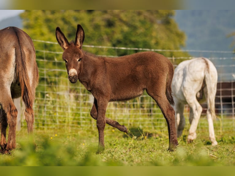 Donkey Mare Foal (05/2025) 7,3 hh Brown in &#xDC;bersee