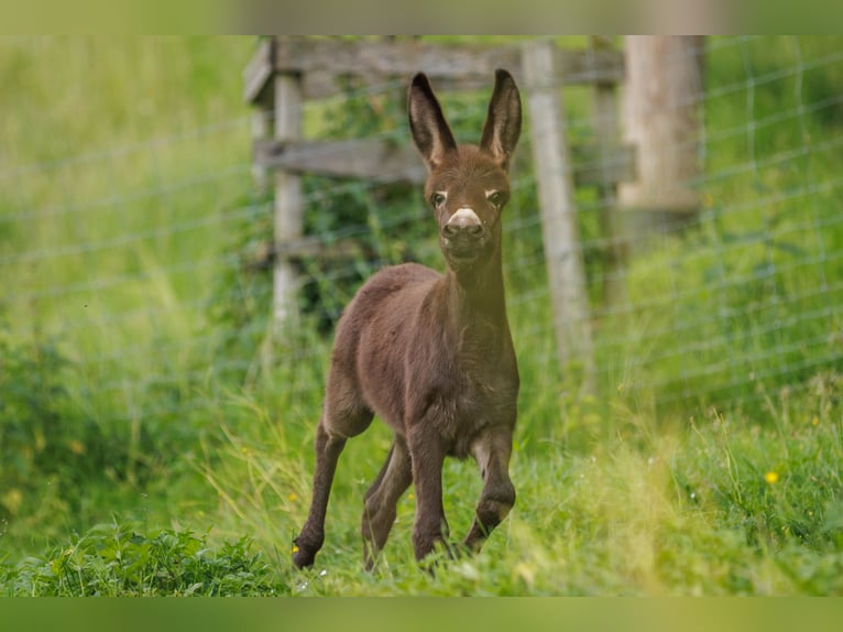 Donkey Mare Foal (05/2025) 7,3 hh Brown in &#xDC;bersee