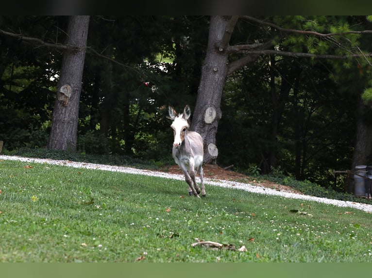 Donkey Mare Foal (04/2024) Gray in Millersburg