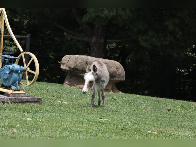 Donkey Mare Foal (04/2024) Gray in Millersburg