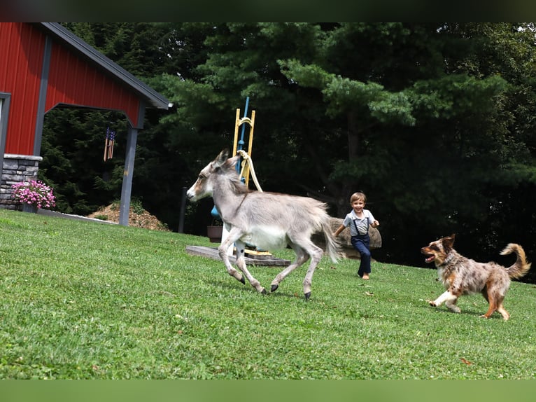 Donkey Mare Foal (04/2024) Gray in Millersburg