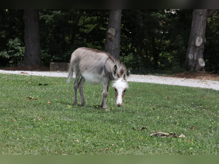 Donkey Mare Foal (04/2024) Gray in Millersburg