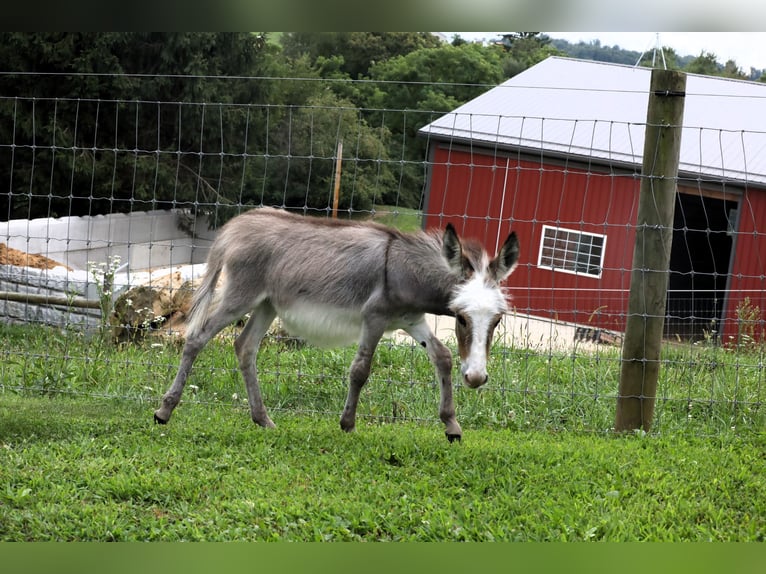 Donkey Mare Foal (04/2024) Gray in Millersburg