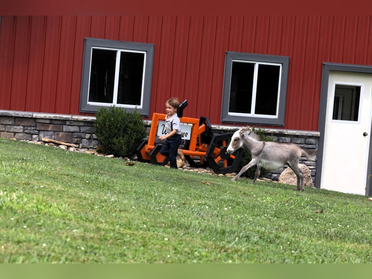 Donkey Mare Foal (04/2024) Gray in Millersburg