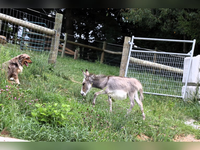 Donkey Mare Foal (04/2024) Gray in Millersburg