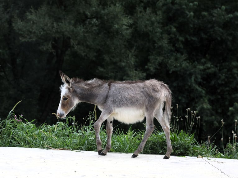 Donkey Mare Foal (04/2024) Gray in Millersburg