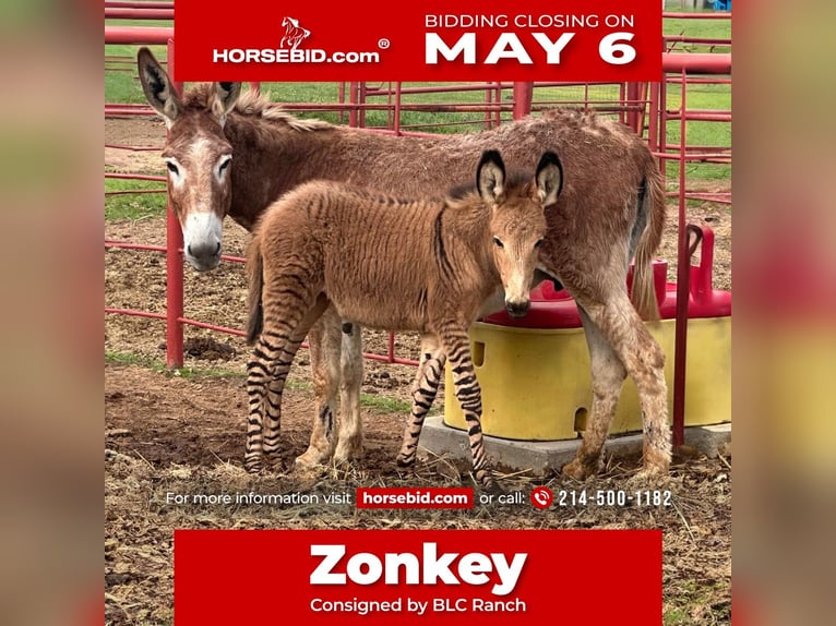 Donkey Mix Mare Foal (03/2024) in Grand Saline