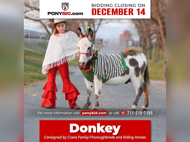 Donkey Stallion 11 years 8 hh Gray in Lebanon
