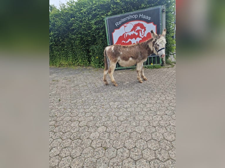 Donkey Stallion 11 years 9,2 hh Pinto in Linkenbach