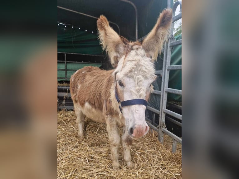 Donkey Stallion 11 years 9,2 hh Pinto in Linkenbach