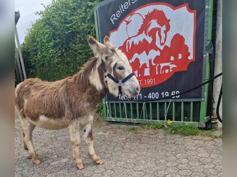 Donkey Stallion 11 years 9,2 hh Pinto in Linkenbach