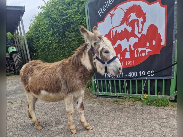 Donkey Stallion 11 years 9,2 hh Pinto in Linkenbach