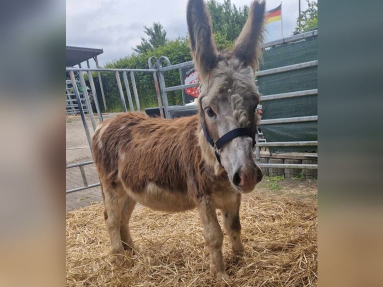 Donkey Stallion 11 years 9,2 hh Pinto in Linkenbach