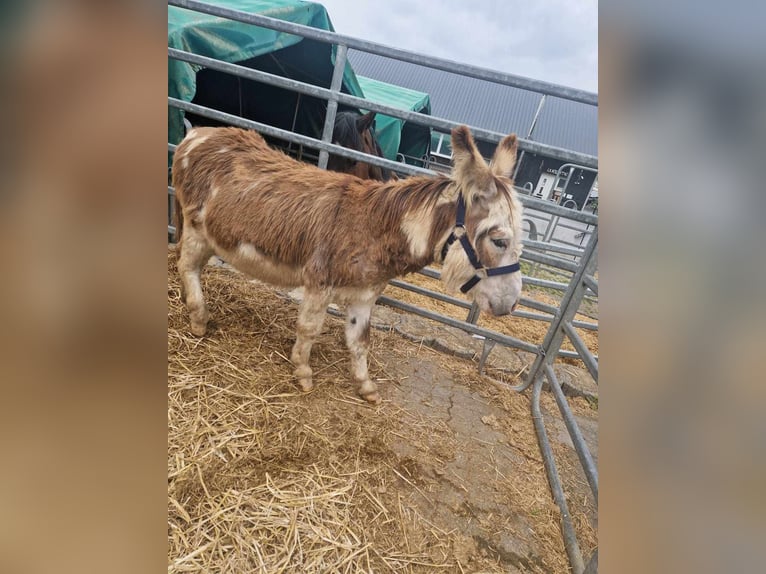 Donkey Stallion 11 years 9,2 hh Pinto in Linkenbach