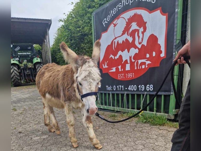 Donkey Stallion 11 years 9,2 hh Pinto in Linkenbach