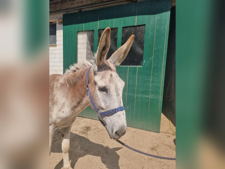 Donkey Stallion 12 years 13.1 hh Chestnut-Red in Euskirchen