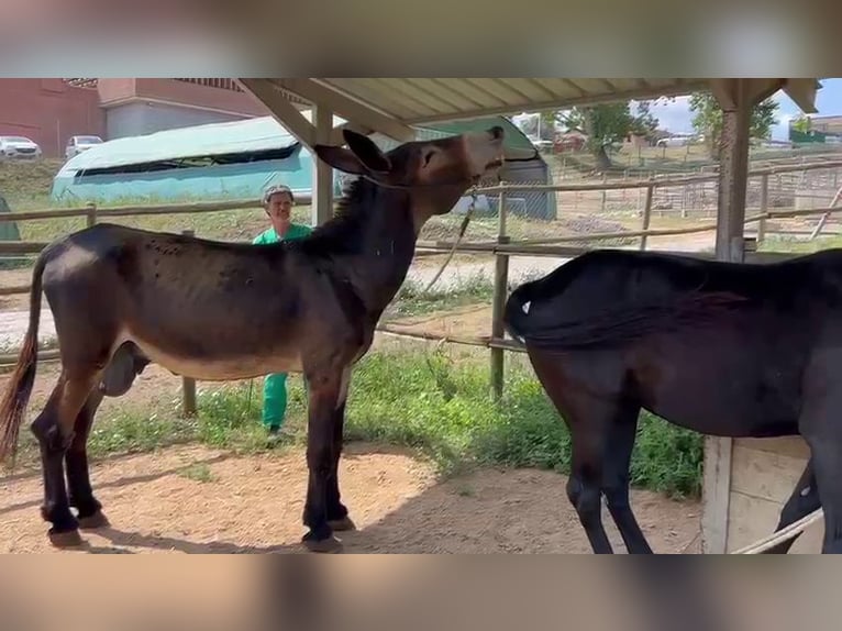 Donkey Stallion 12 years 15,1 hh Black in BERGA, BARCELONA