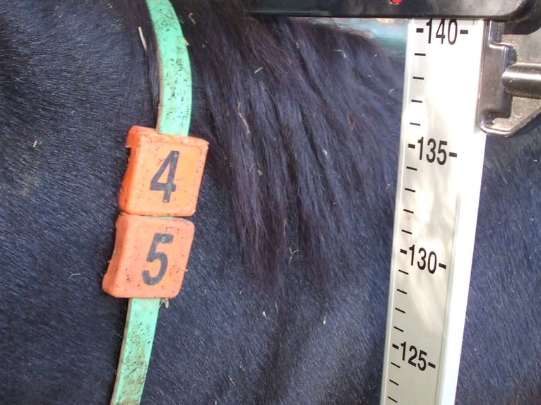 Donkey Stallion 13 years 13,2 hh Black in BERGA, BARCELONA