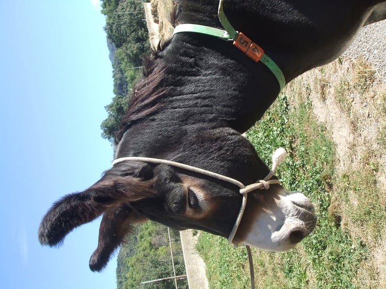 Donkey Stallion 13 years 13,2 hh Black in BERGA, BARCELONA