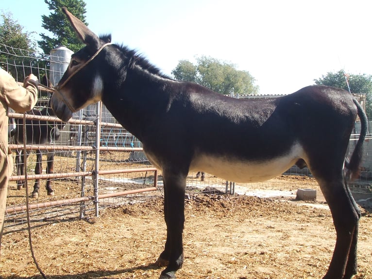 Donkey Stallion 13 years 14,3 hh Black in BERGA, BARCELONA