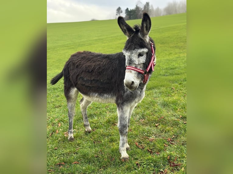 Donkey Stallion 14 years Bay-Dark in Wimbach