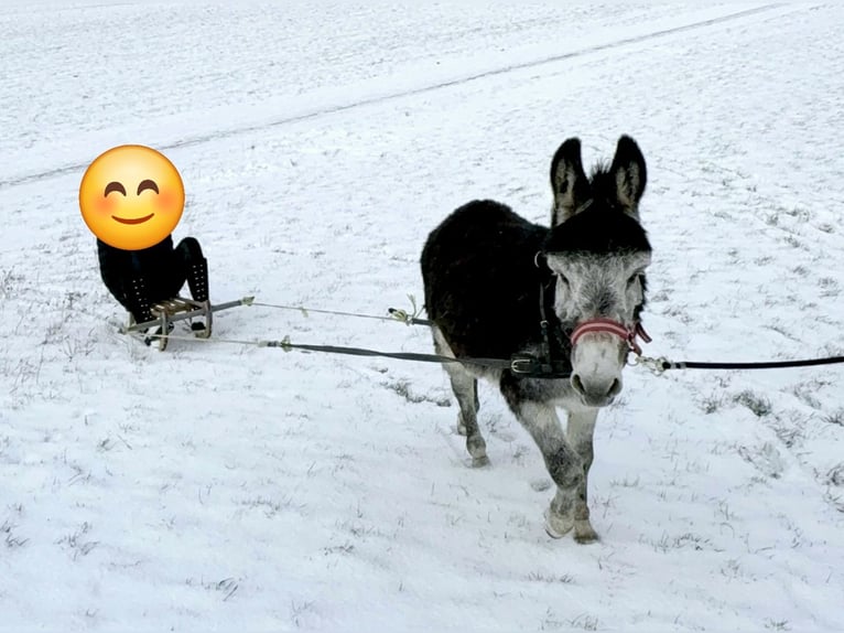 Donkey Stallion 15 years Bay-Dark in Wimbach