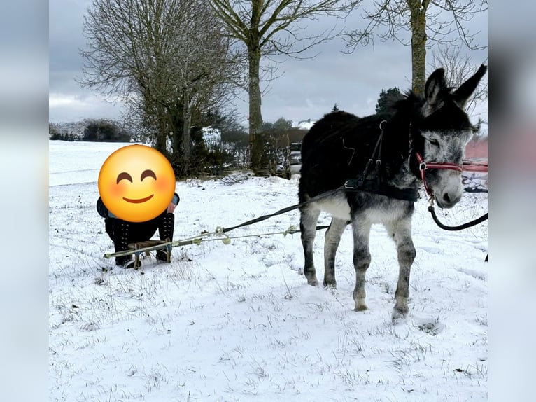 Donkey Stallion 15 years Bay-Dark in Wimbach
