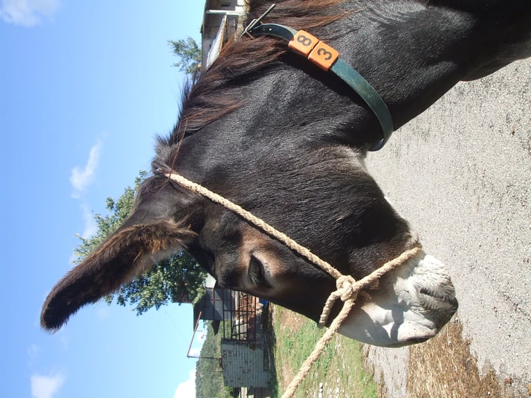 Donkey Stallion 17 years 14,1 hh Black in BERGA, BARCELONA