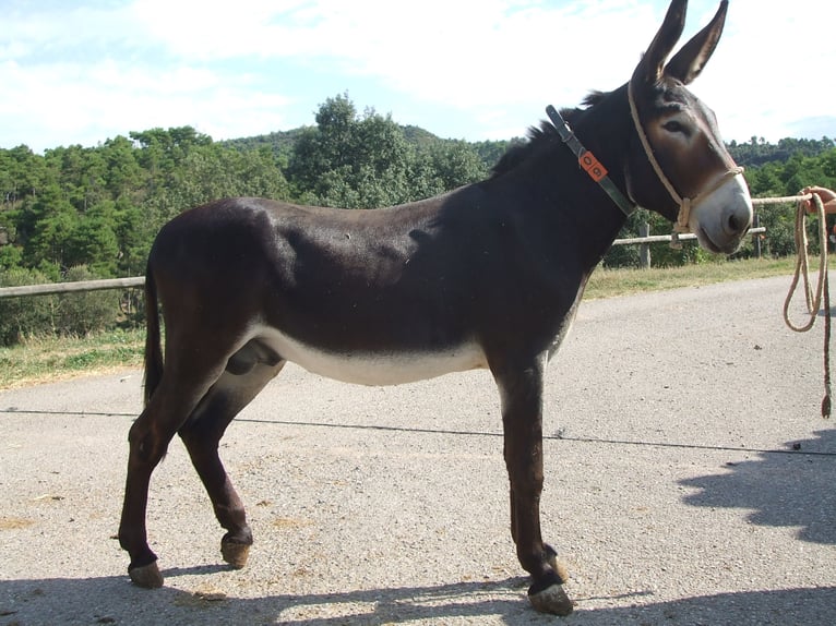 Donkey Stallion 19 years 13,1 hh Black in Berga, Barcelona