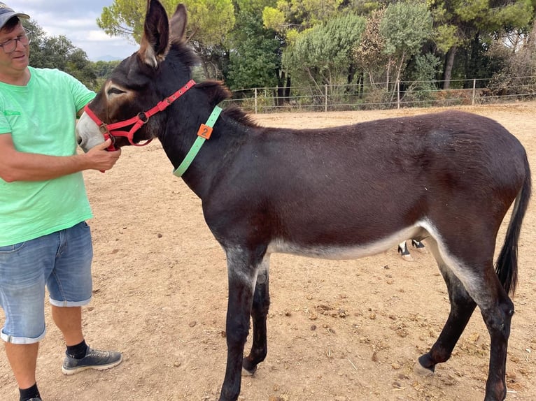 Donkey Stallion 1 year 12.3 hh Black in Berga