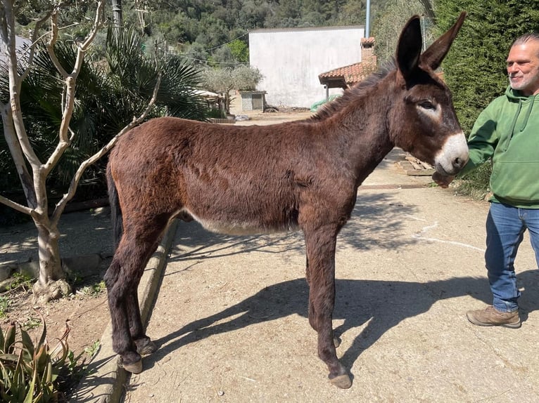 Donkey Stallion 1 year 12,2 hh Black in Berga, Barcelona