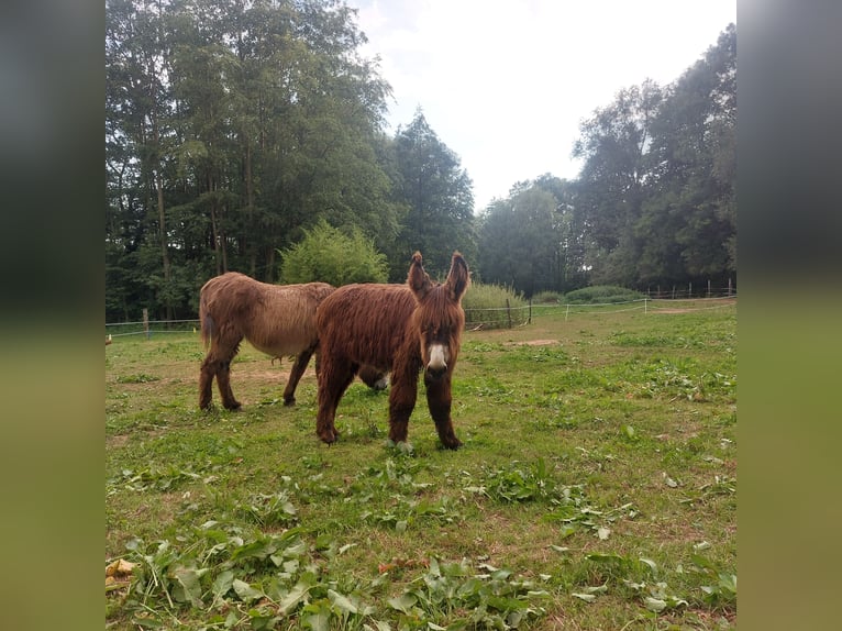 Donkey Stallion 1 year 13,1 hh Brown in Svarov