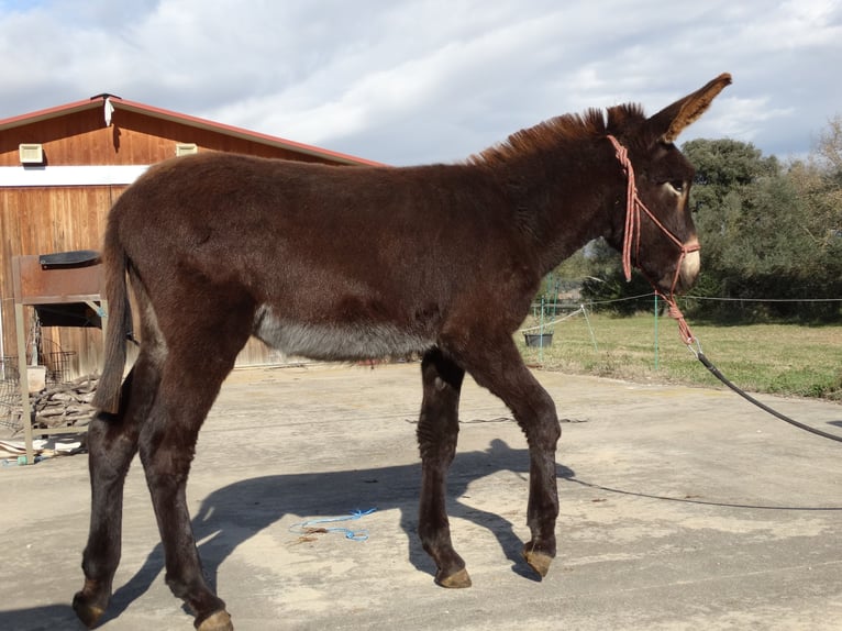 Donkey Stallion 1 year 14,2 hh Black in Calabuig
