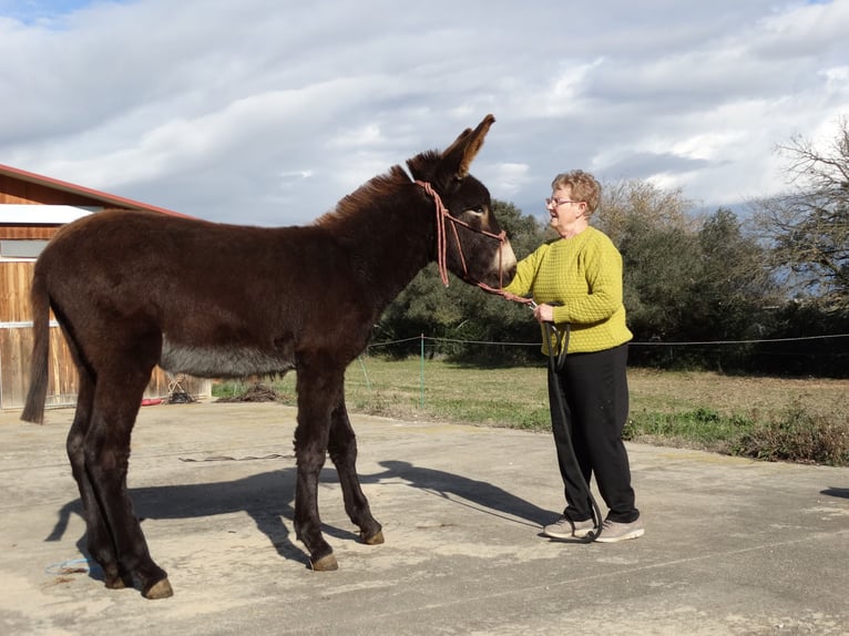 Donkey Stallion 1 year 14,2 hh Black in Calabuig
