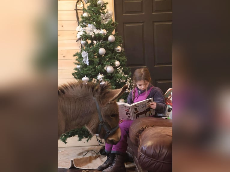 Donkey Stallion 1 year 6,1 hh Gray in Howell, MI