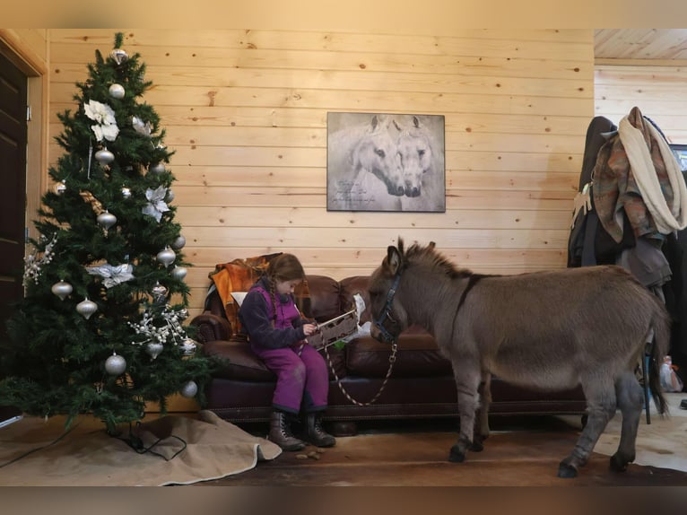 Donkey Stallion 1 year 6,1 hh Gray in Howell, MI