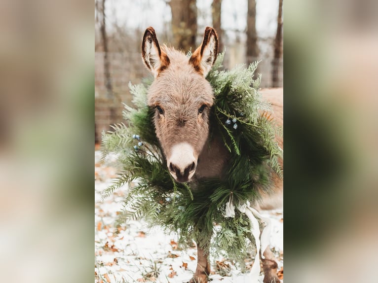 Donkey Stallion 1 year 6,1 hh Gray in Howell, MI