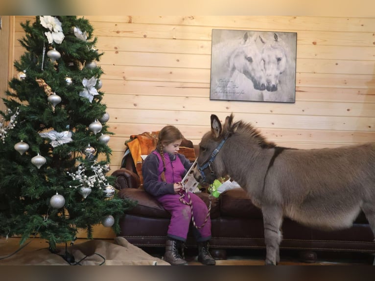 Donkey Stallion 1 year 6,1 hh Gray in Howell, MI