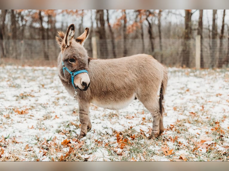 Donkey Stallion 1 year 6,1 hh Gray in Howell, MI