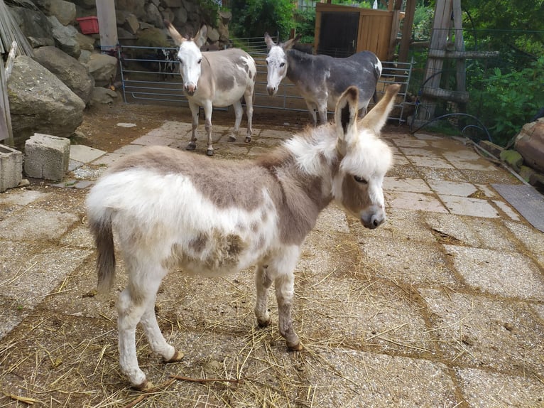 Donkey Stallion 1 year 6,3 hh Bay-Dark in Schöllnach