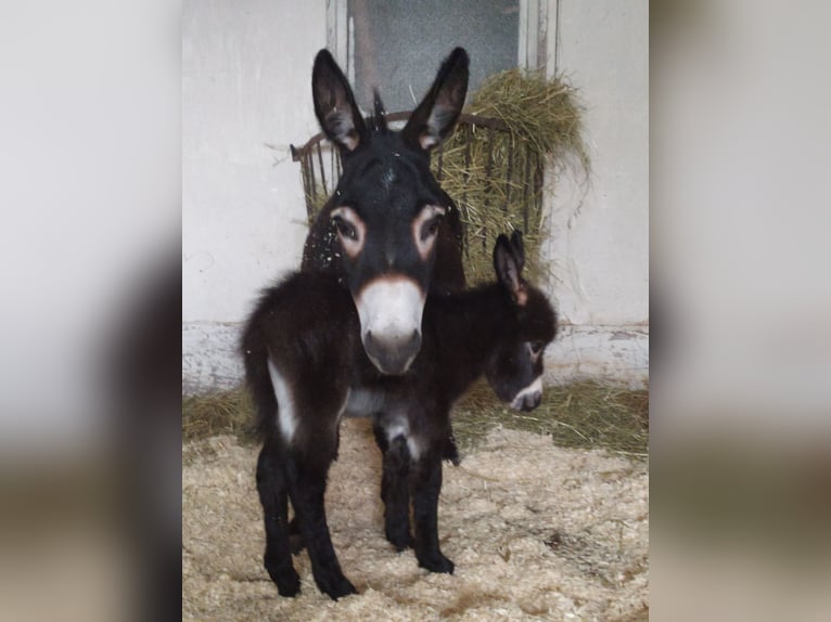 Donkey Stallion 1 year 6,3 hh Bay-Dark in Schöllnach
