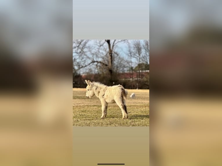 Donkey Stallion 1 year 6 hh White in Carnesville