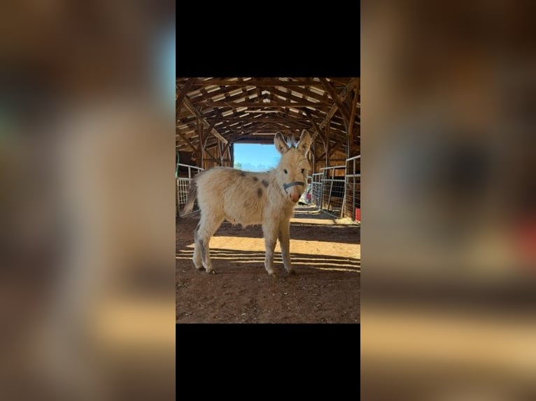 Donkey Stallion 1 year 6 hh White in Carnesville